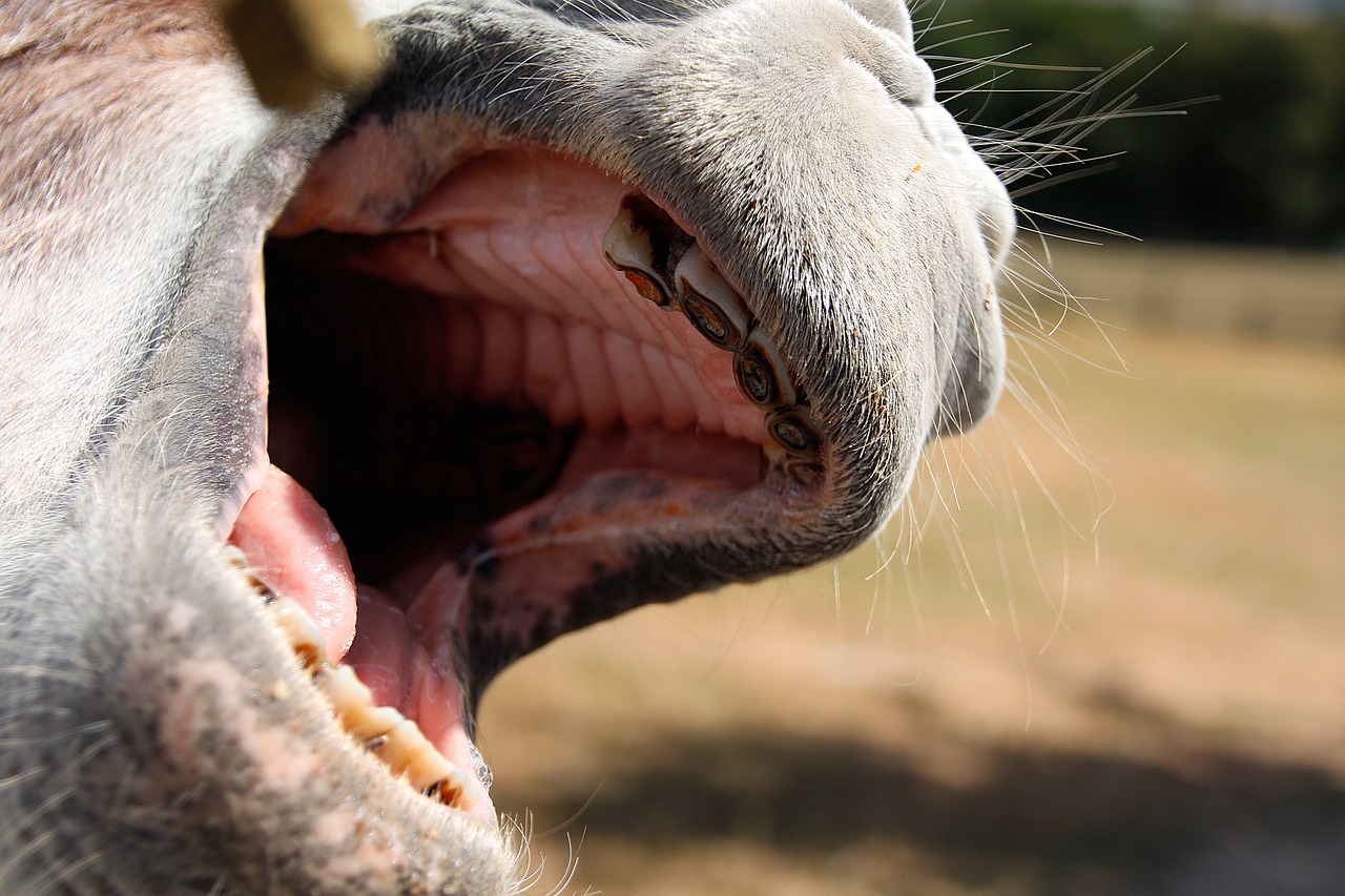 donkey  foot  teeth free photo