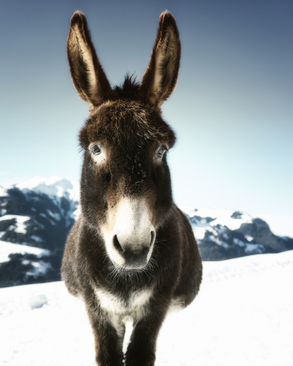 donkey  veterinarian  wild free photo