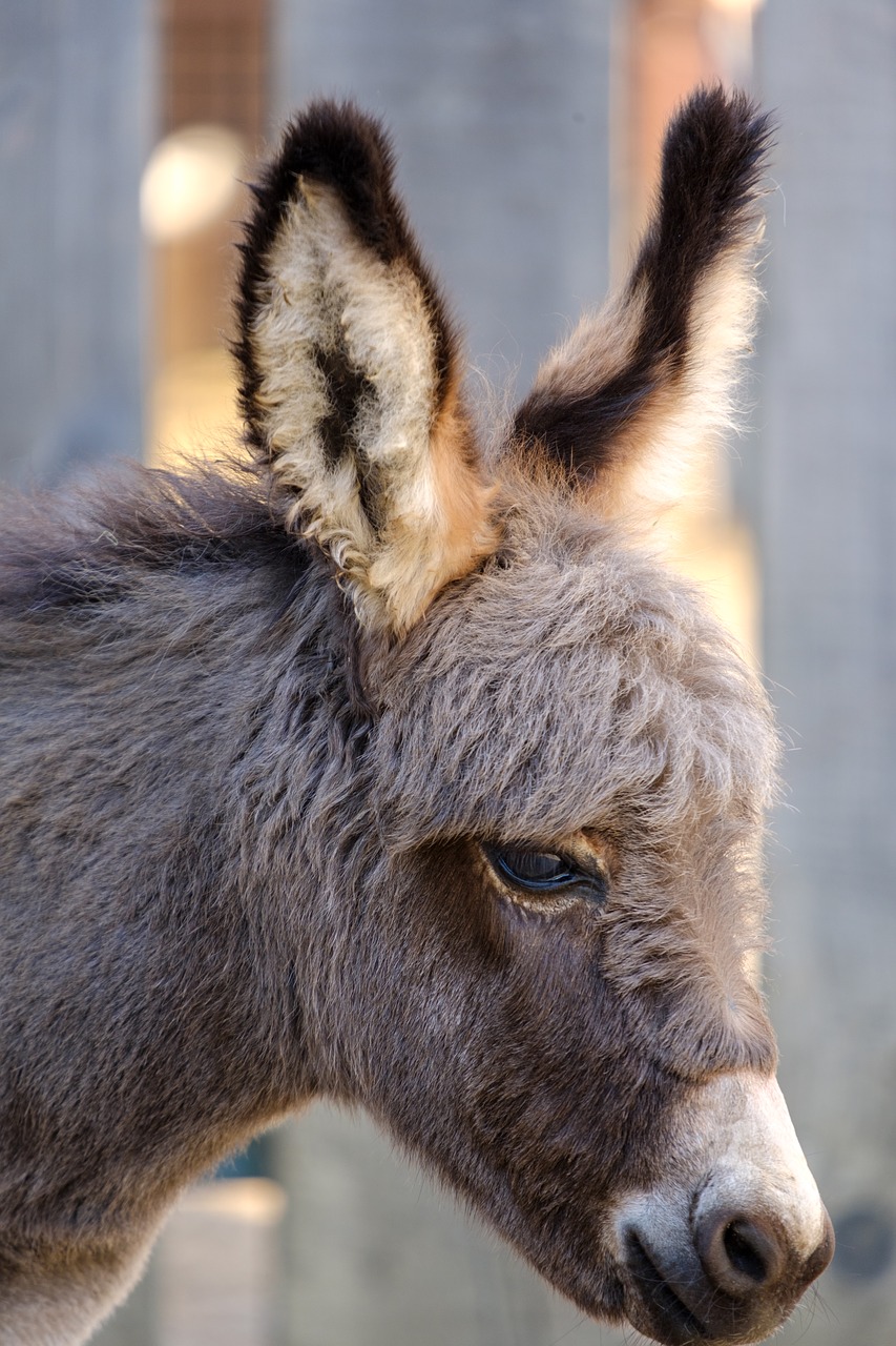 donkey  horse  baby free photo