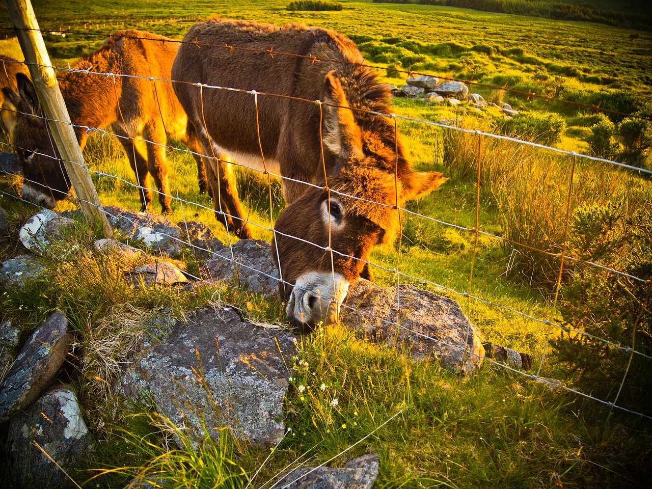 donkey  farm  grass free photo