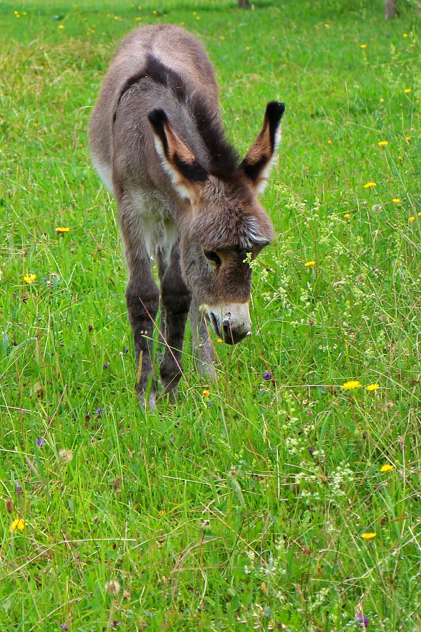 donkey donkey foal foal free photo