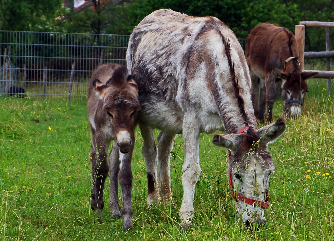 donkey animal beast of burden free photo