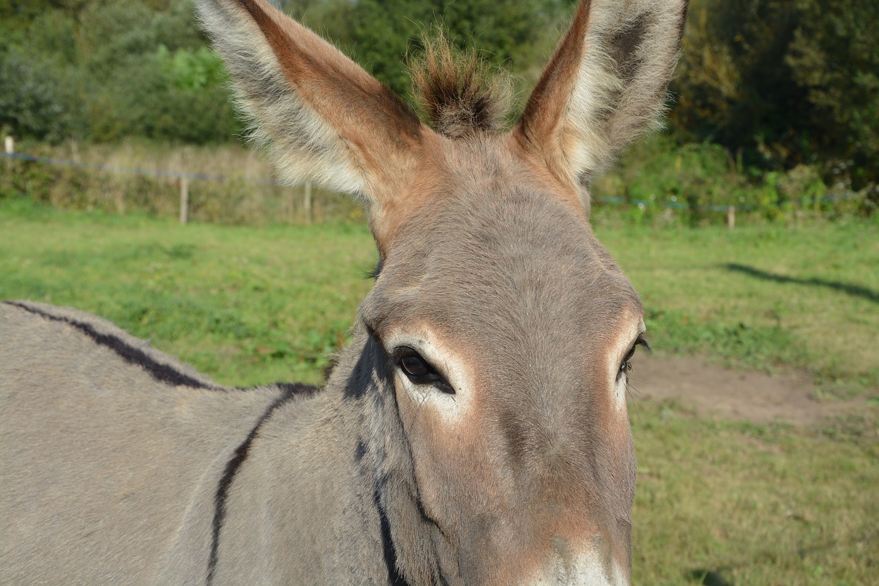 donkey  gray donkey cross  saint andré free photo