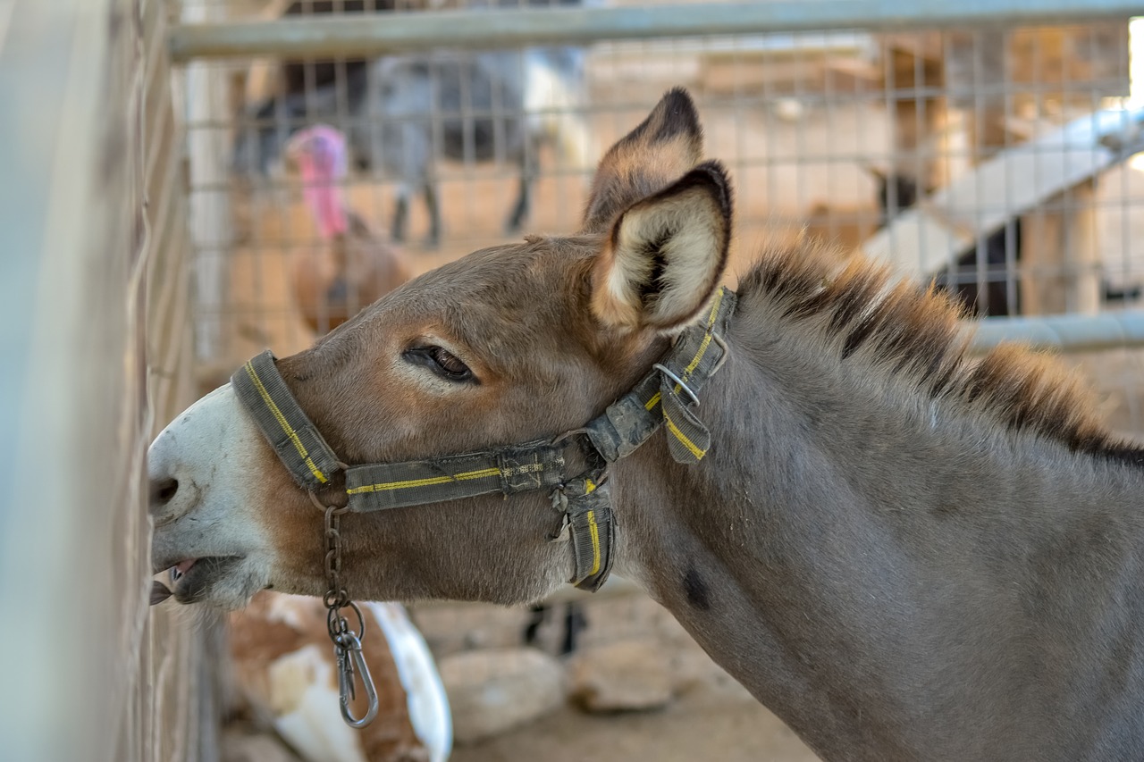 donkey  animal  livestock free photo