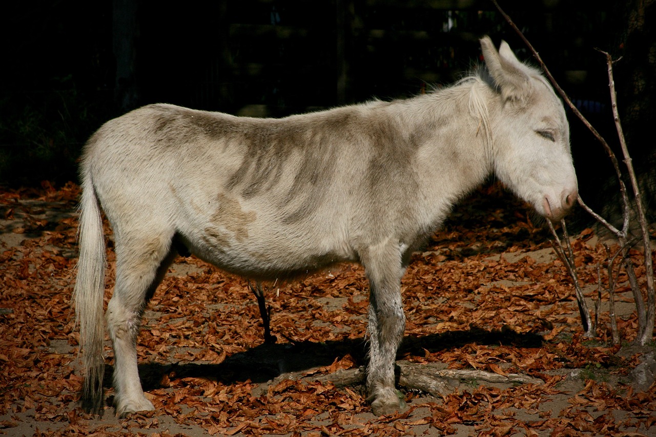 donkey  pet  ungulate free photo