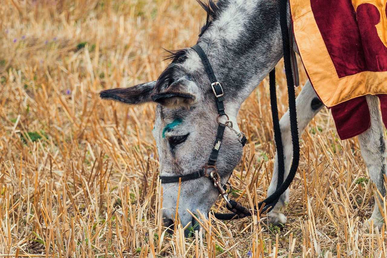 donkey  mule  animal free photo