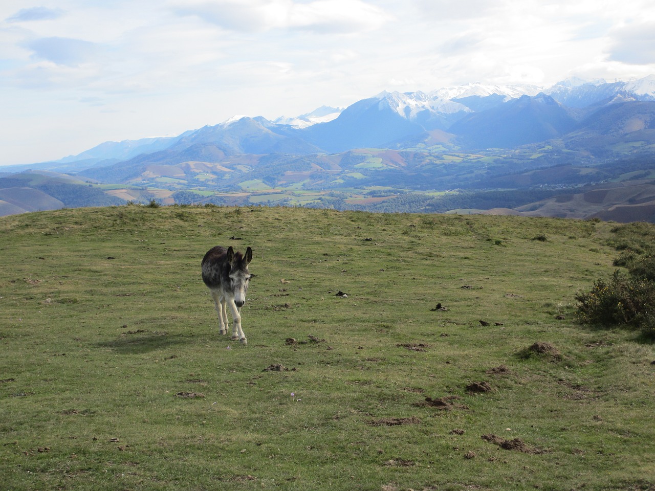 donkey  prairie  pyrénées free photo