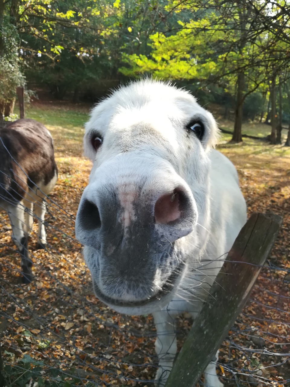 donkey  animals  head free photo