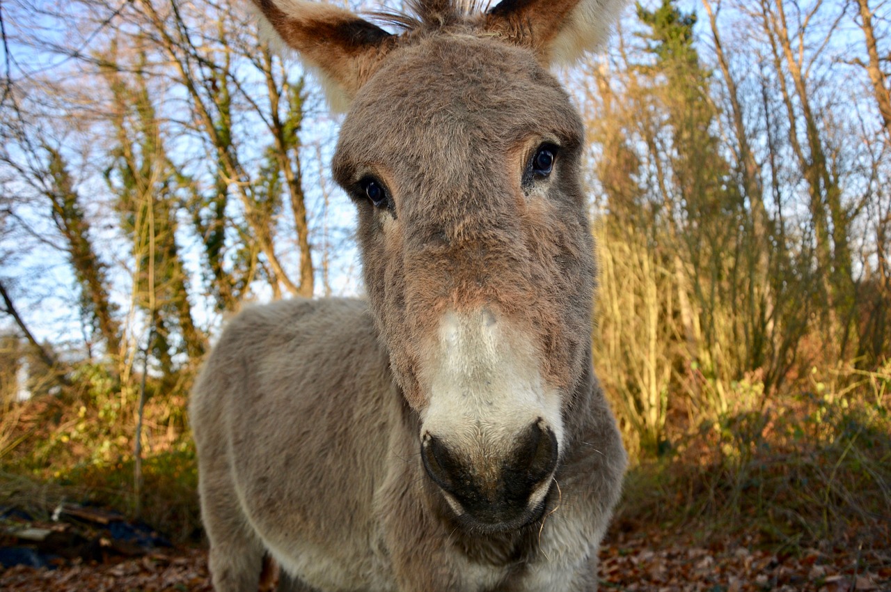 donkey  equines  animals free photo