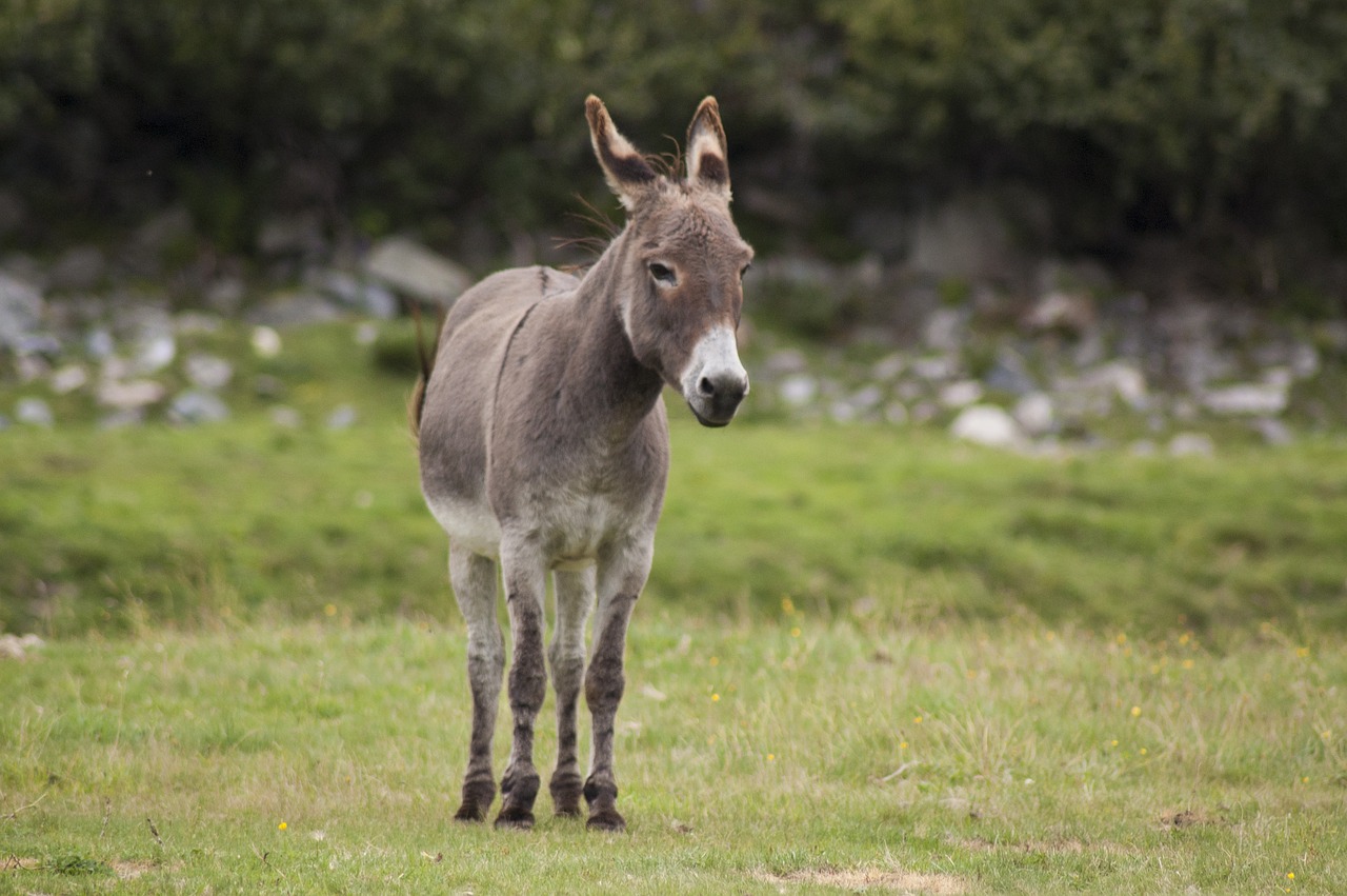 donkey  animals  nature free photo