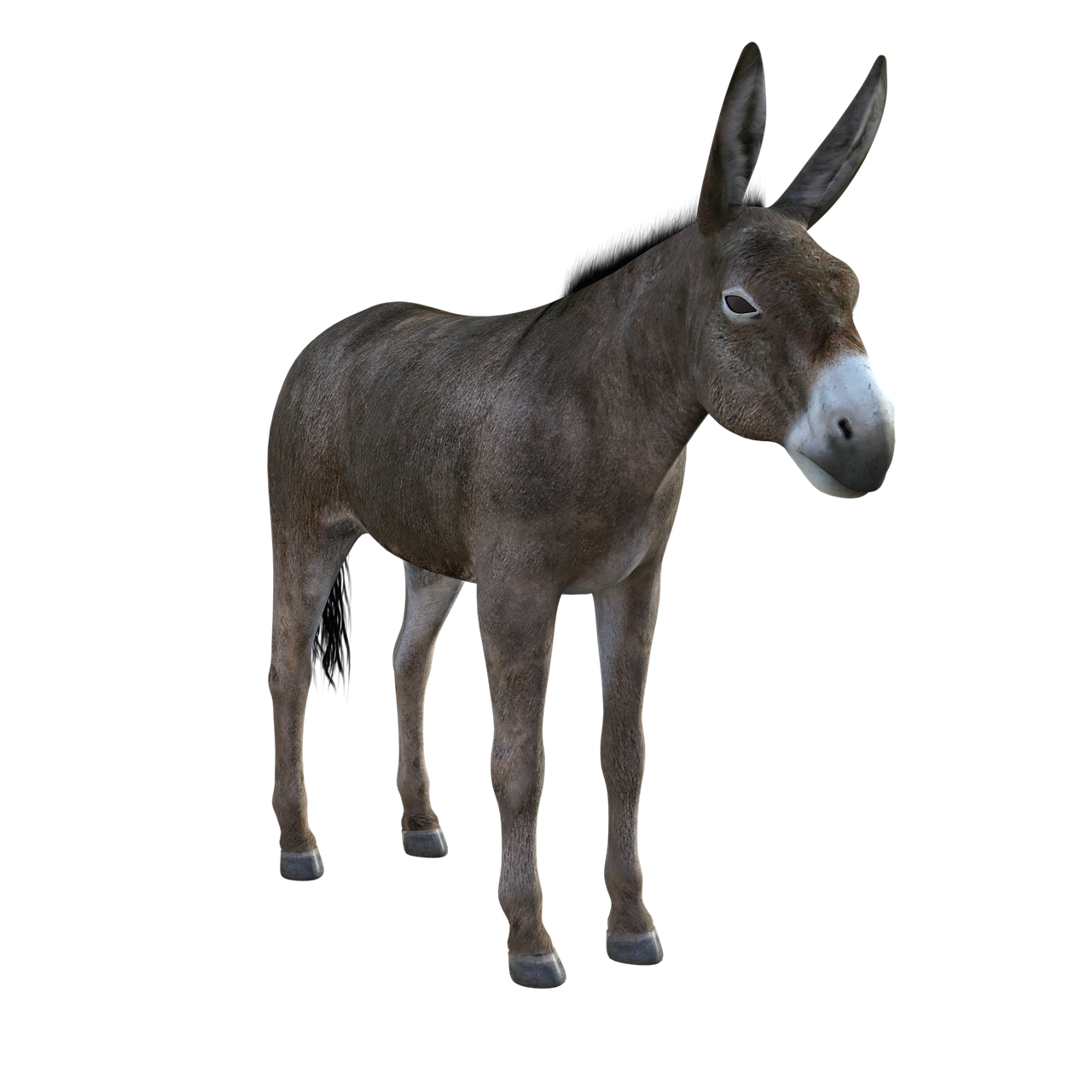 donkey  mule  animal free photo