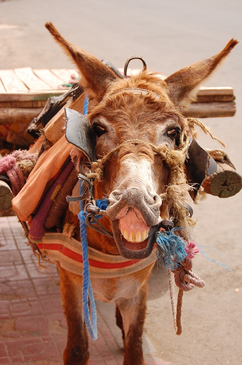 donkey  marrakesh  morocco free photo