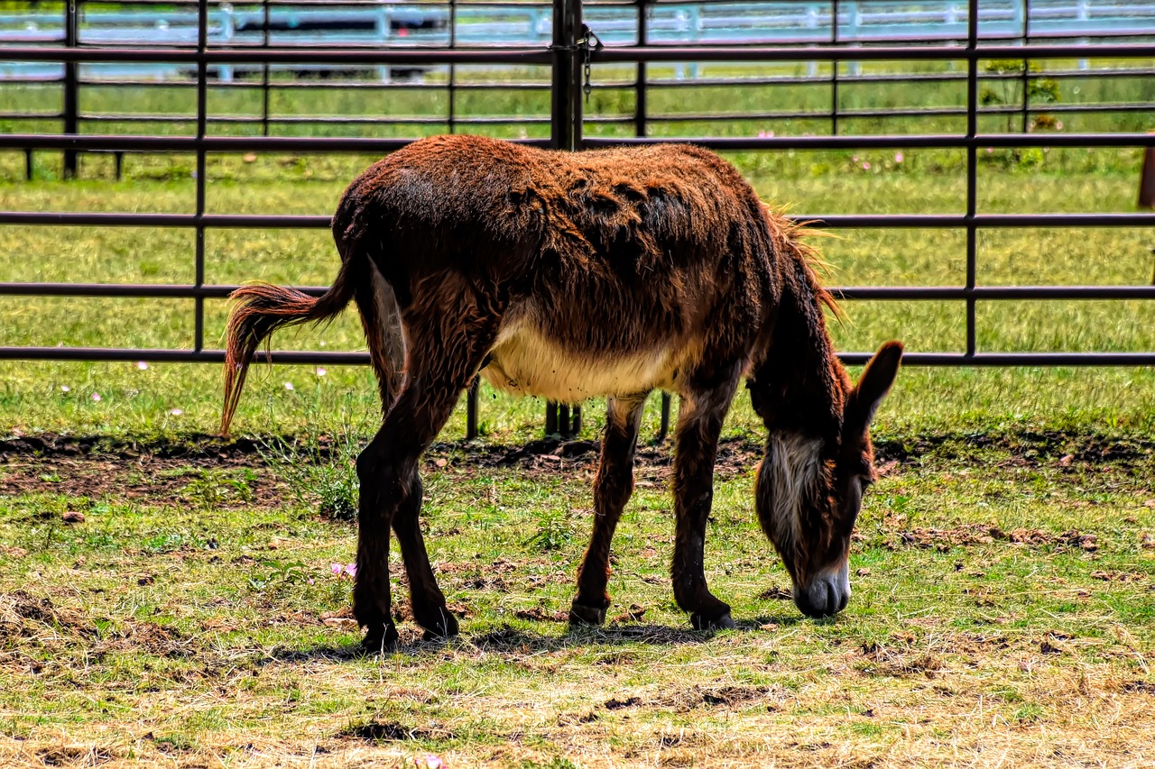 donkey  farm  livestock free photo
