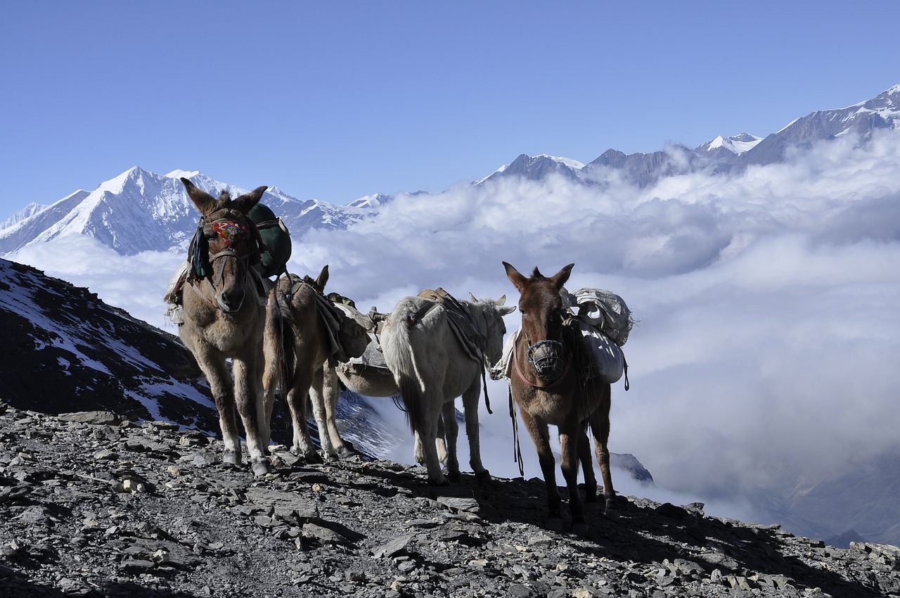 donkey  himalaya  nepal free photo