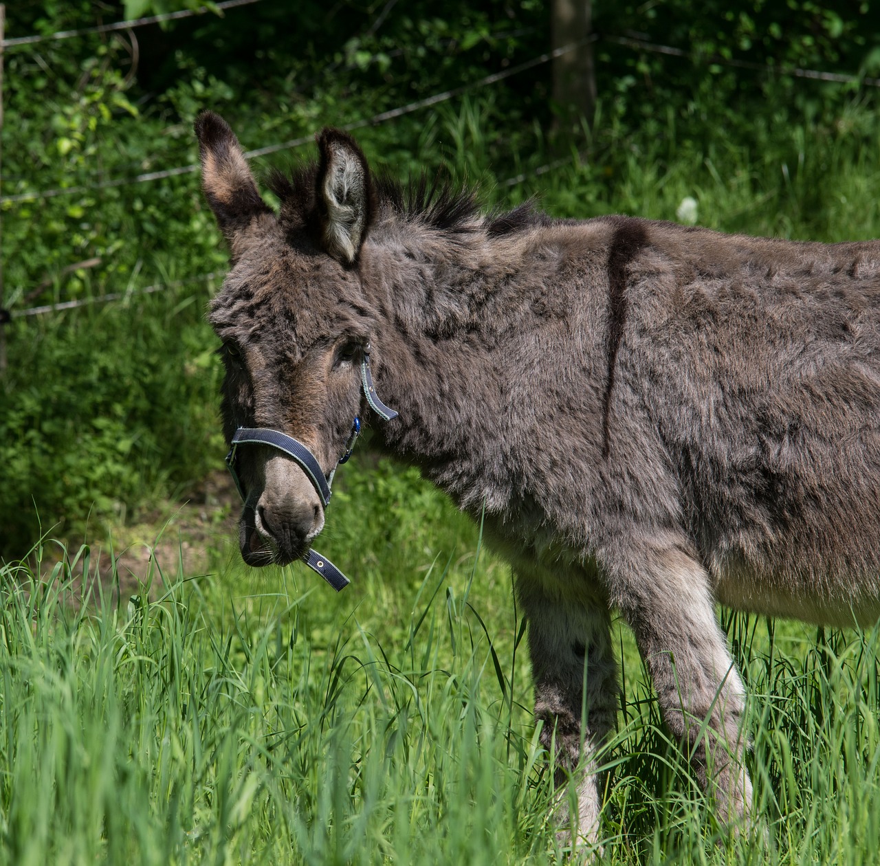 donkey  animal  farm free photo