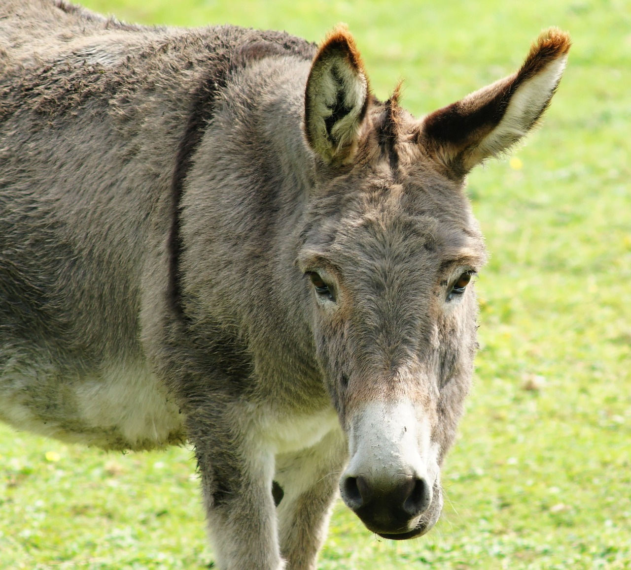 donkey head portrait free photo