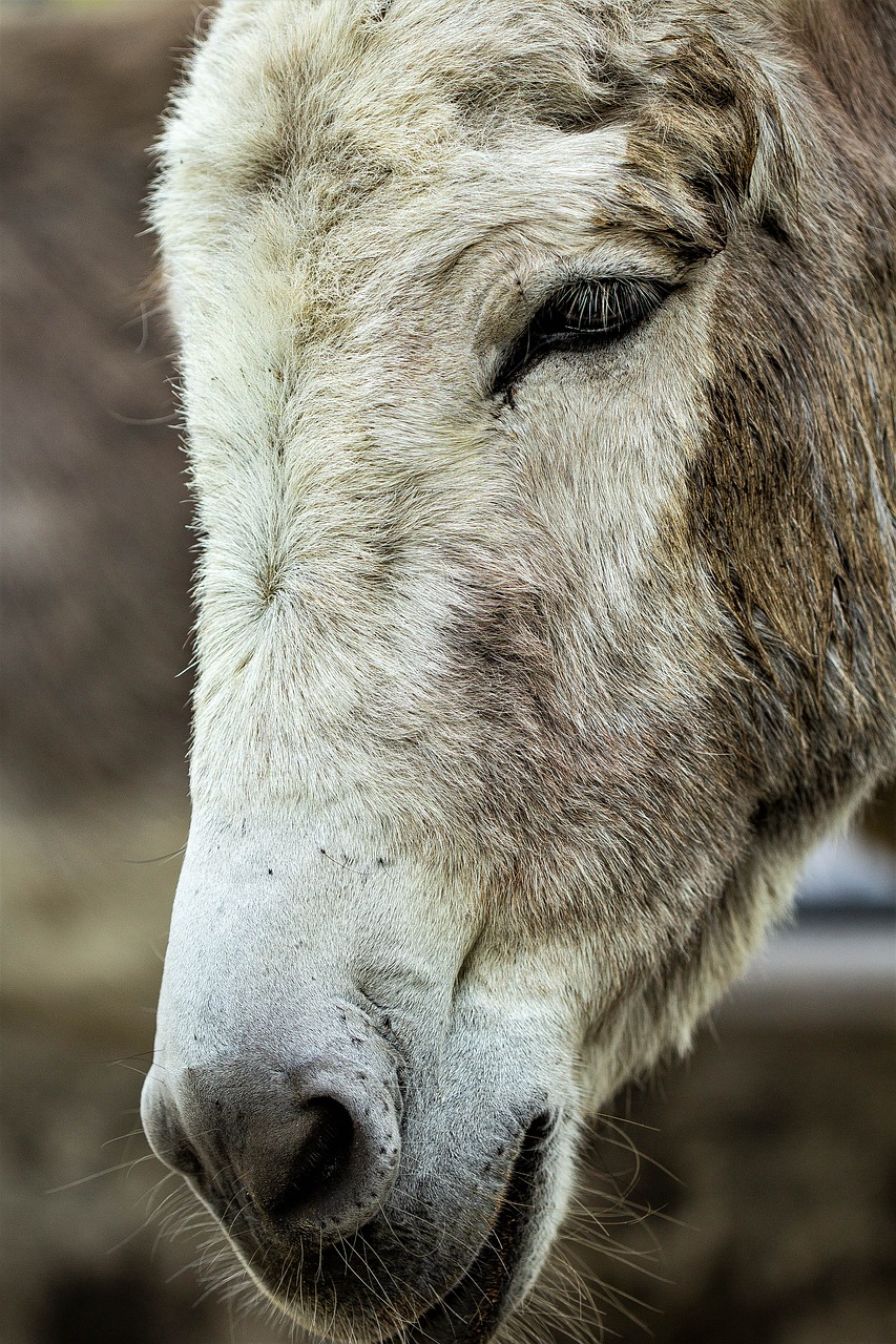 donkey  animal  head free photo