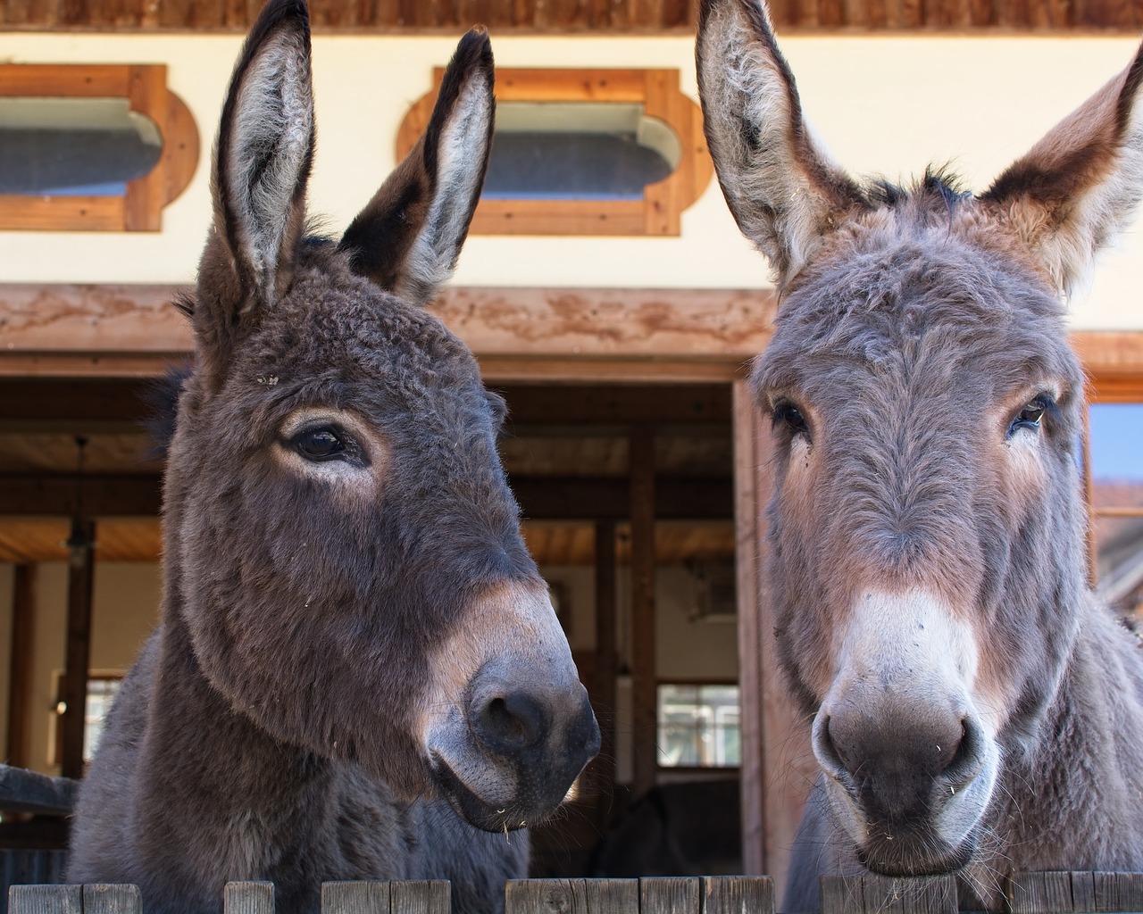donkey  head  ears free photo