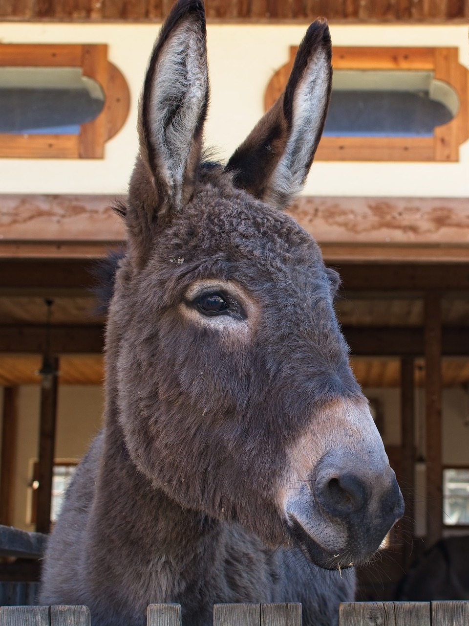 donkey  head  ears free photo