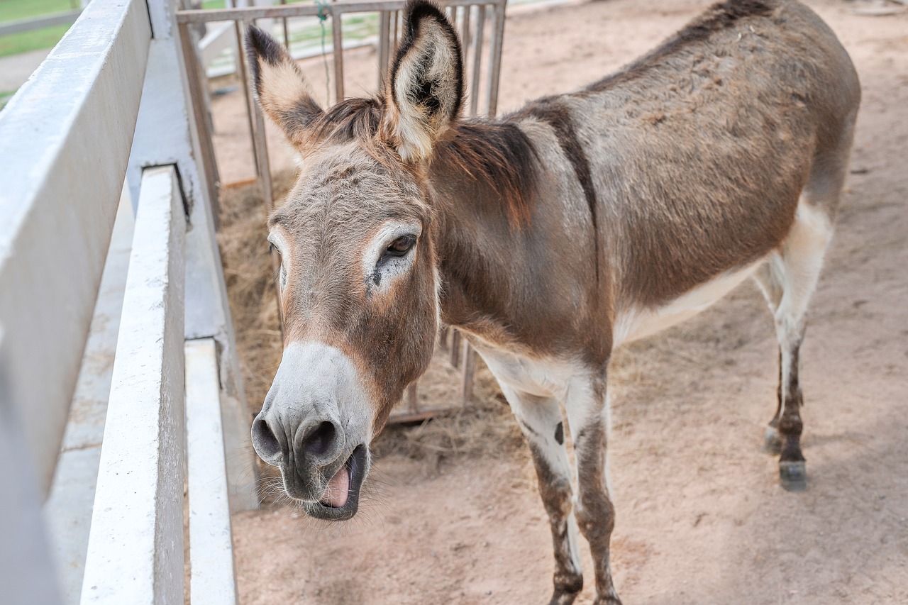 donkey  animal  natural free photo