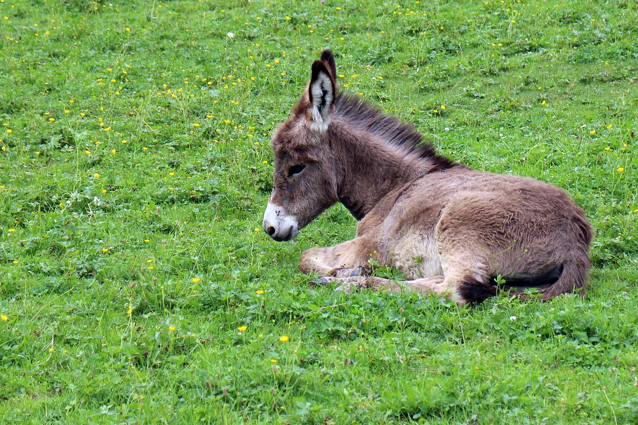 donkey donkey foal foal free photo