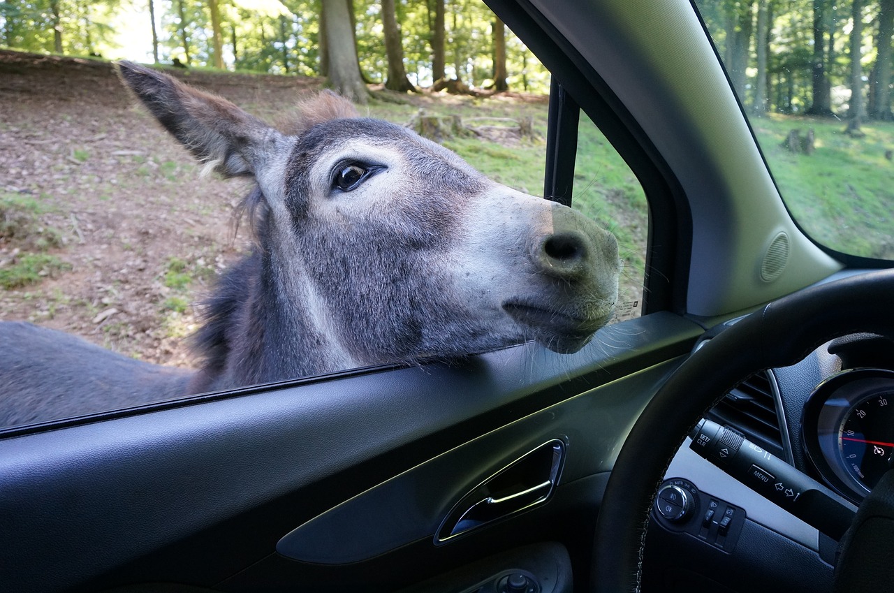 donkey  auto  zoo free photo