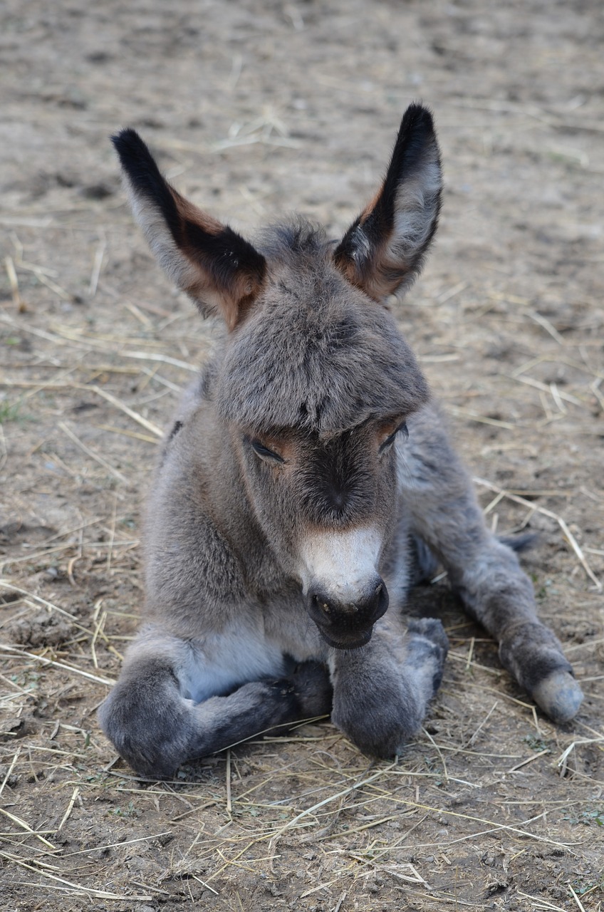 donkey  donkey foal  animal world free photo