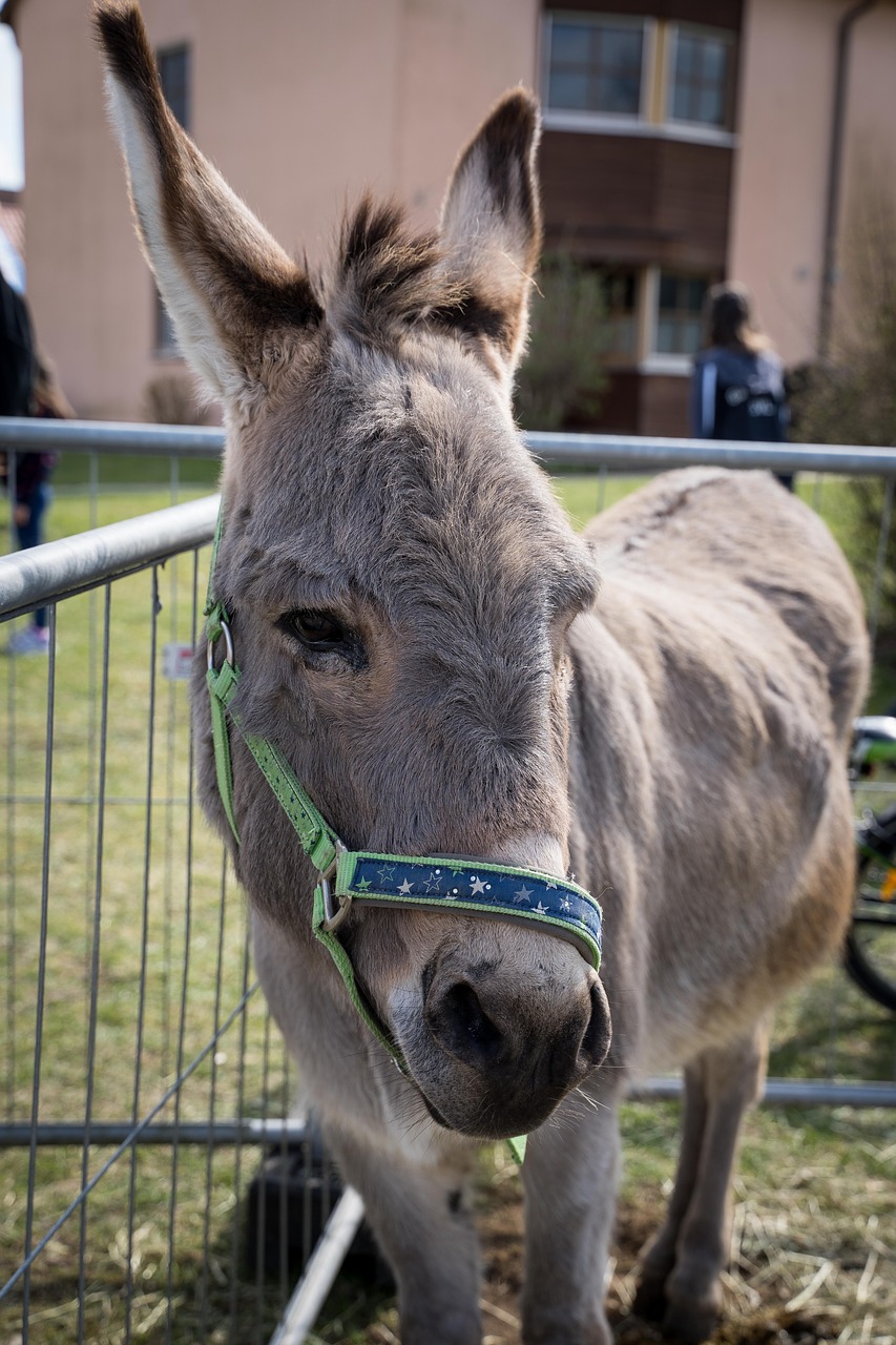 donkey  animal  grey free photo