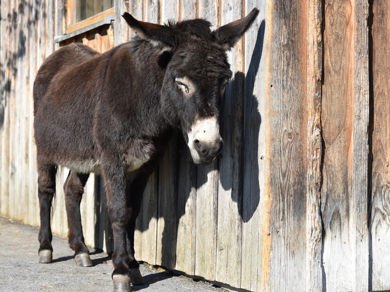 donkey  pregnant  offside free photo