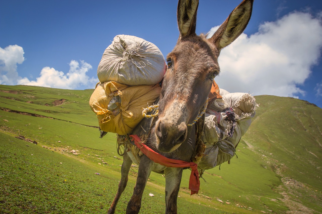 donkey  donkey with weight  a donkey carrying luggage free photo