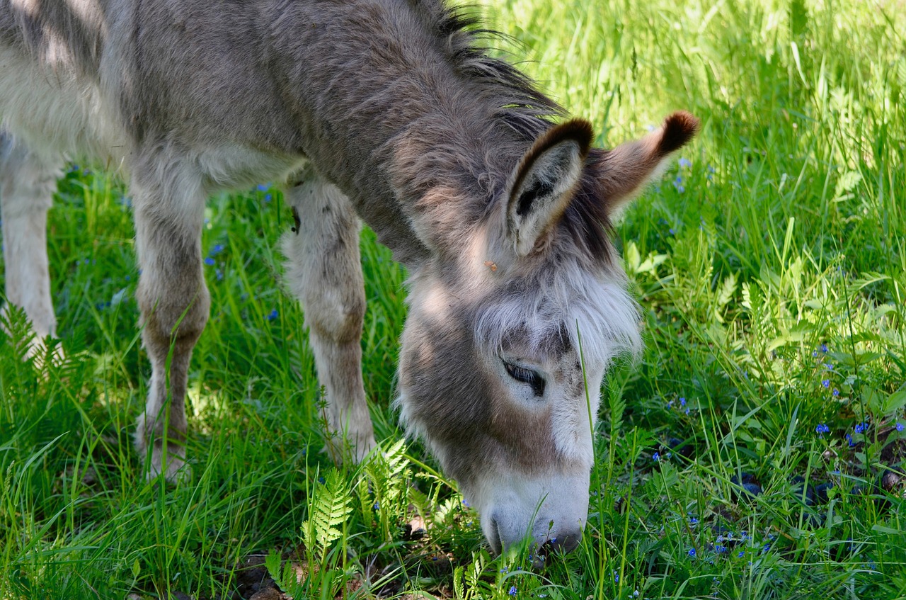 donkey  animal  portrait free photo