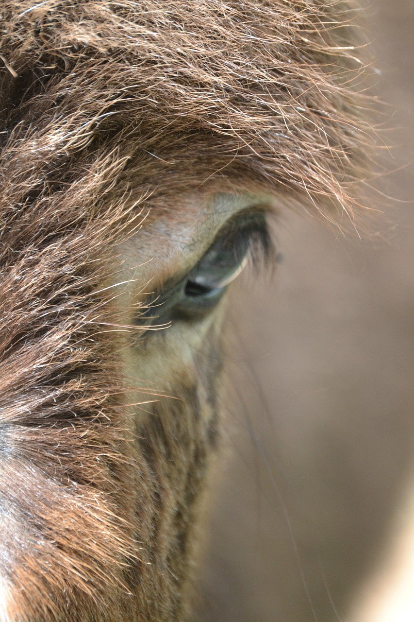 donkey hair eye free photo