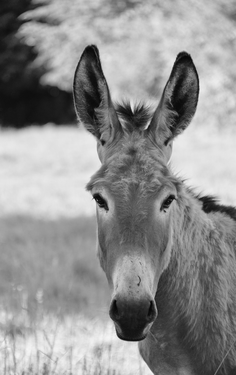 donkey  colt  photo portrait black white free photo