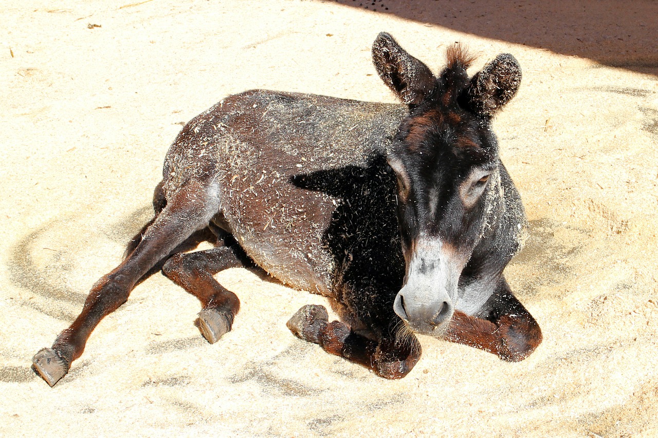donkey livestock beast of burden free photo
