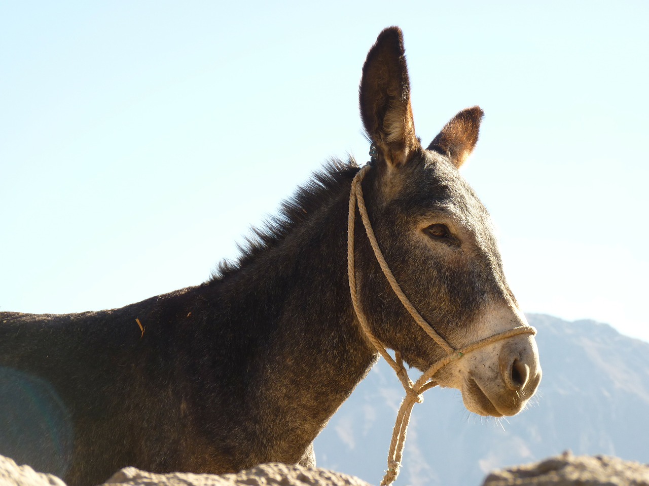 donkey animal beast of burden free photo