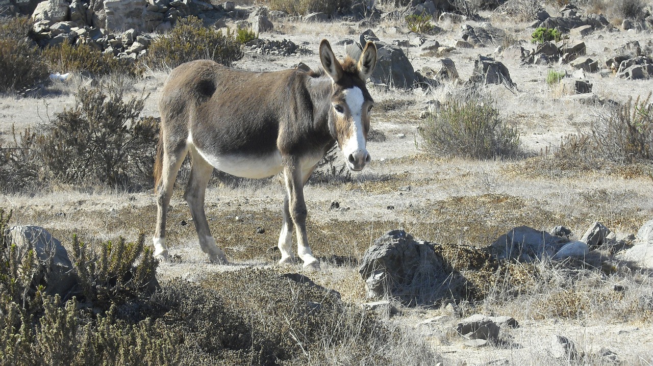 donkey animal equine free photo