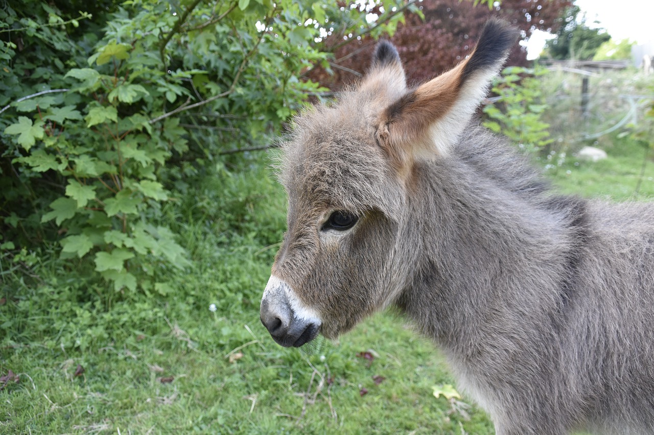 donkey  donkey miniature  small animal free photo