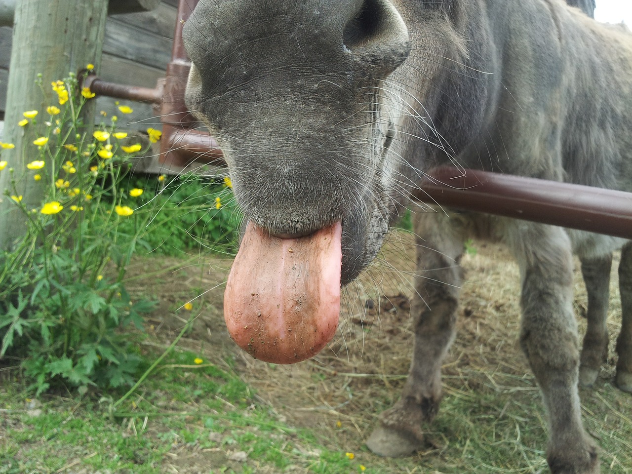 donkey tongue farm free photo