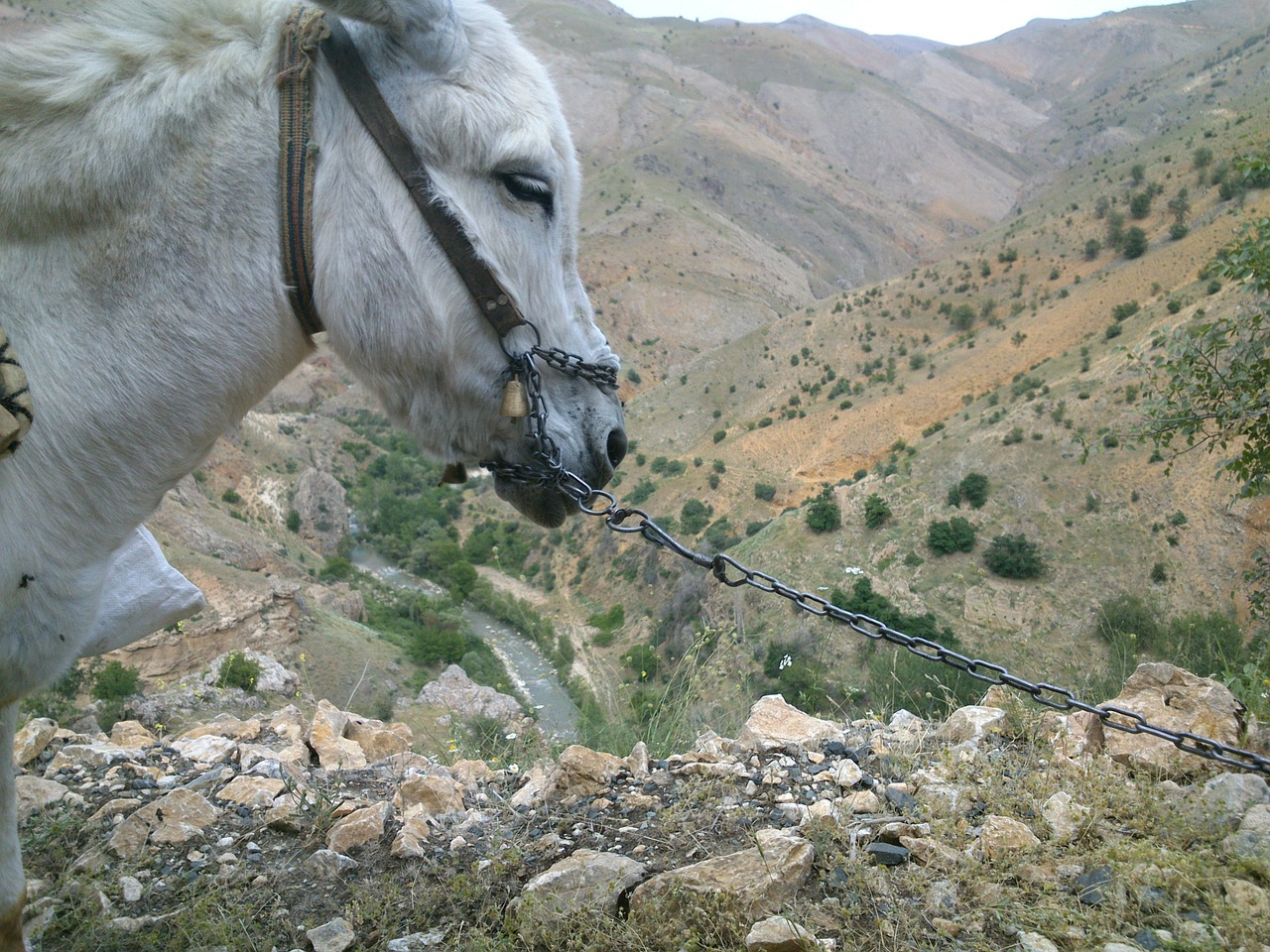 donkey fatigue animal free photo