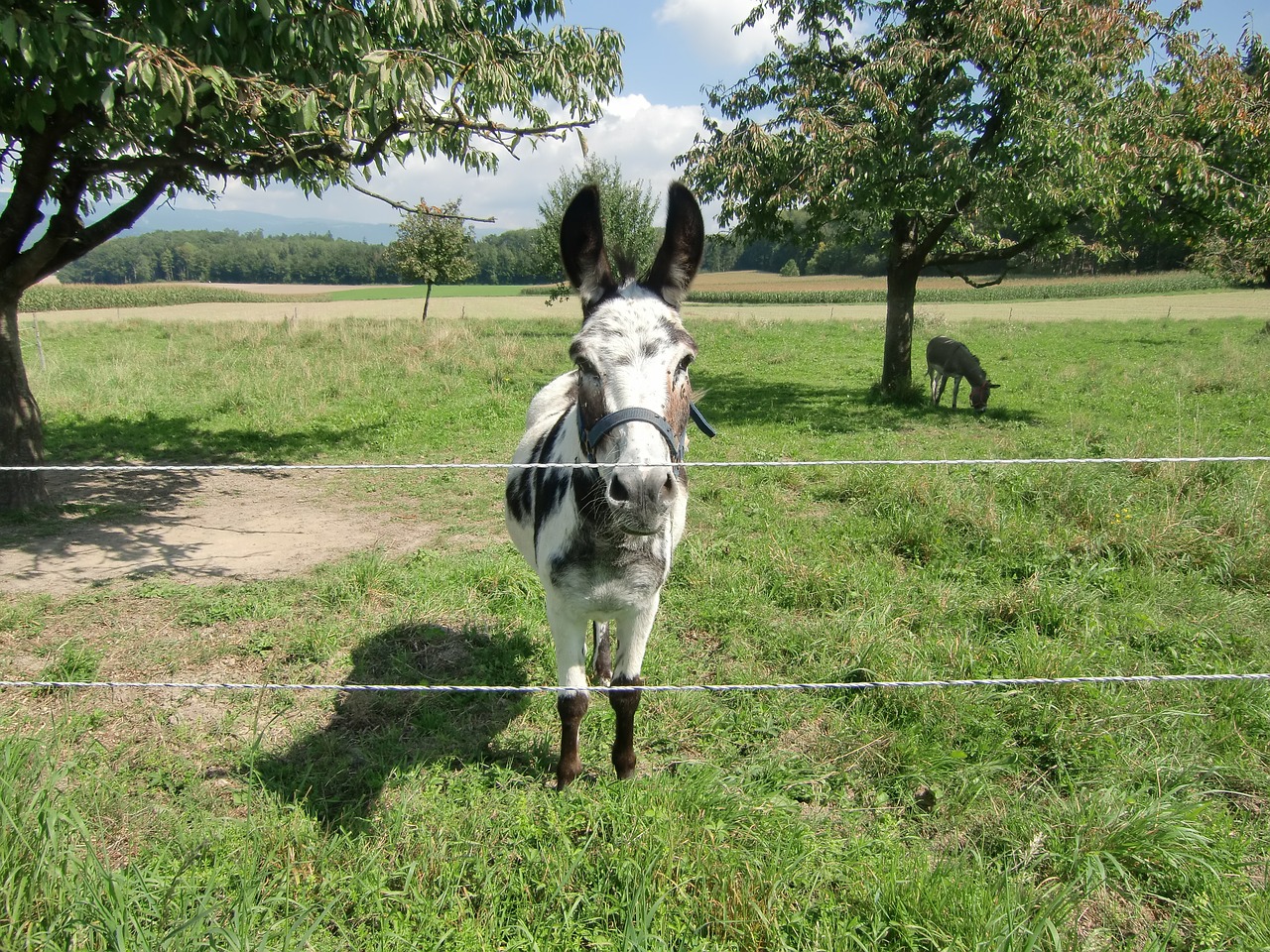 donkey landscape nature free photo