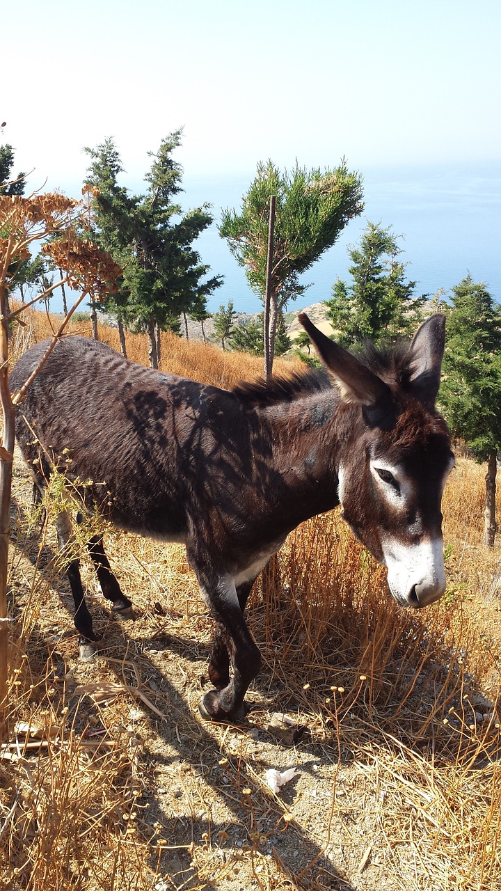 donkey greece last animal free photo