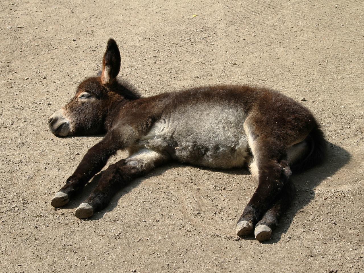 donkey young animal concerns free photo