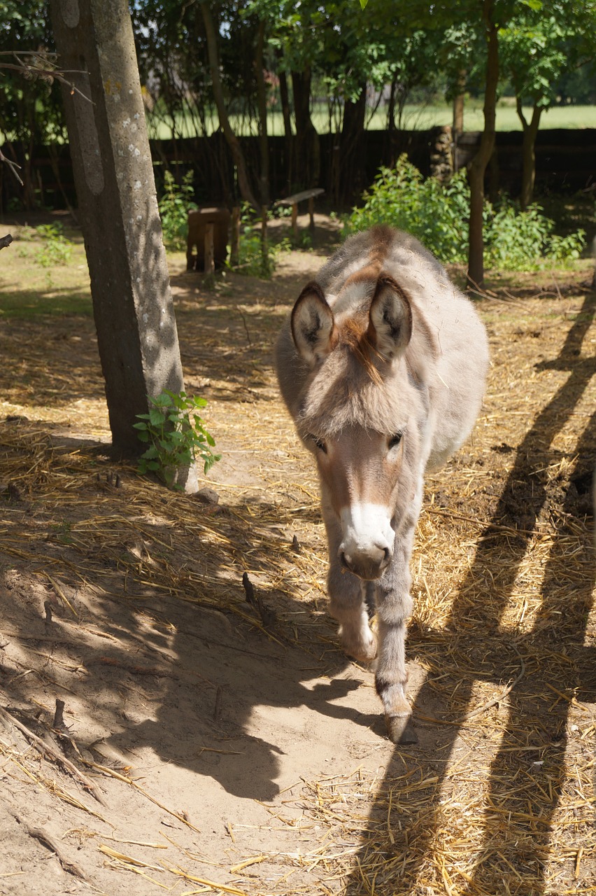 donkey animal farm free photo