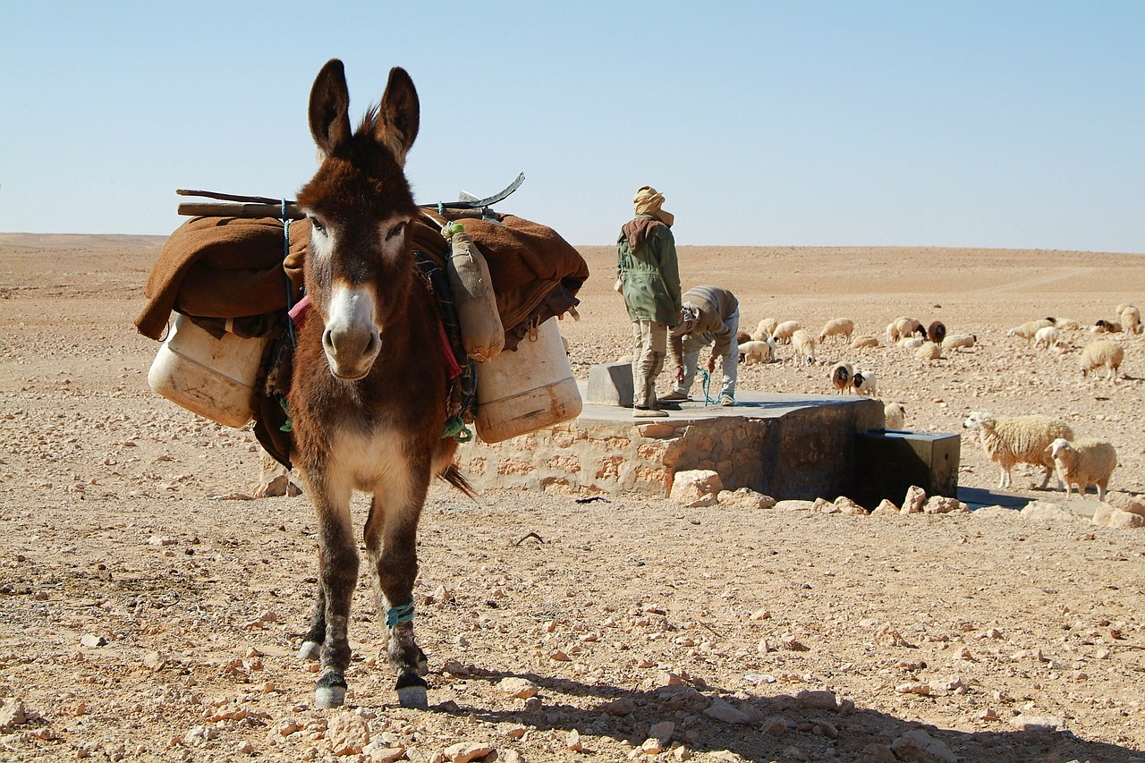 donkey sahara desert free photo