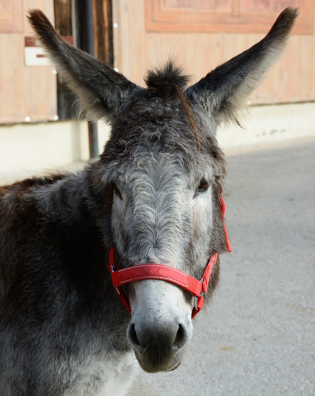 donkey donkey head head free photo