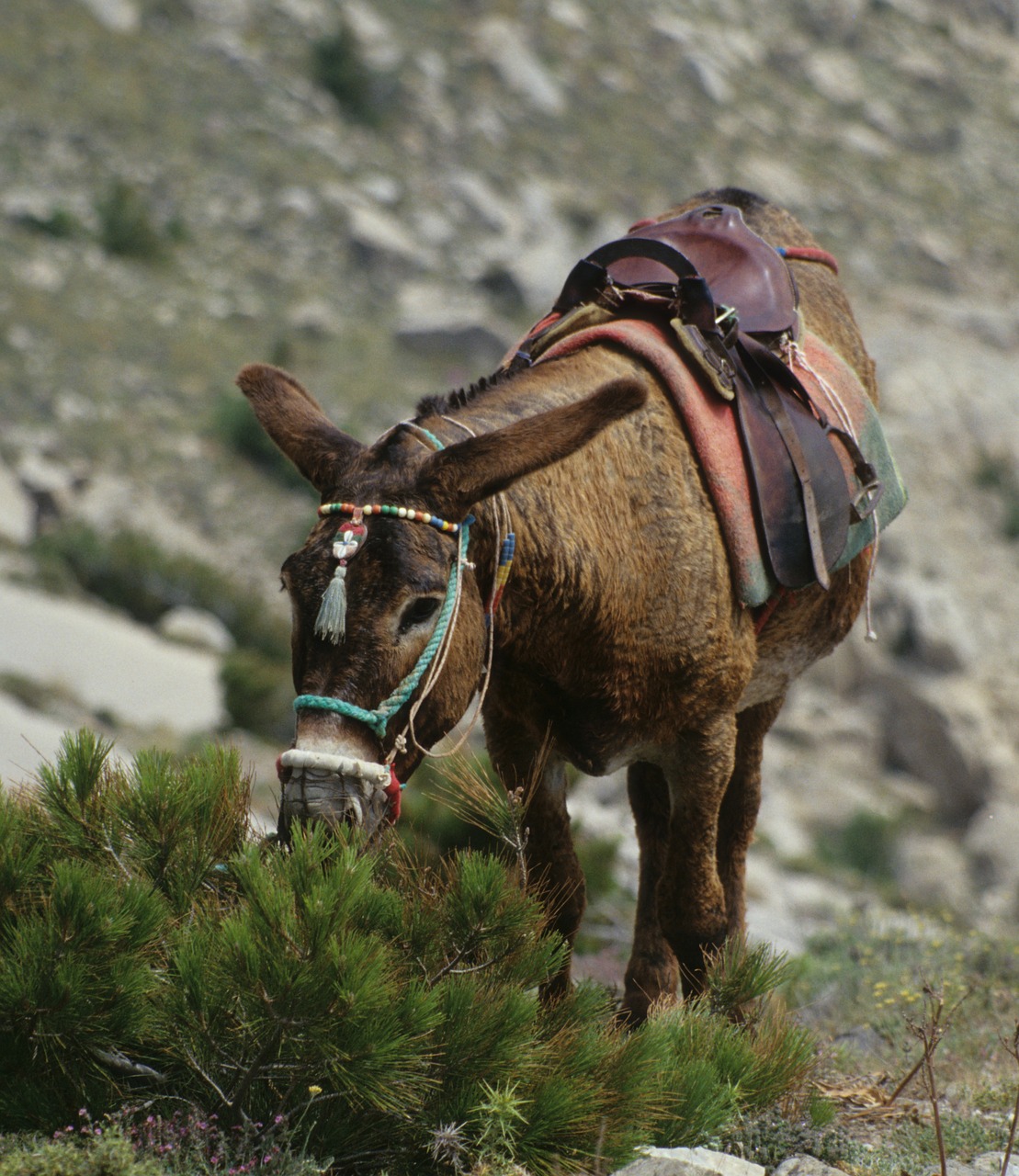 donkey mule greece free photo
