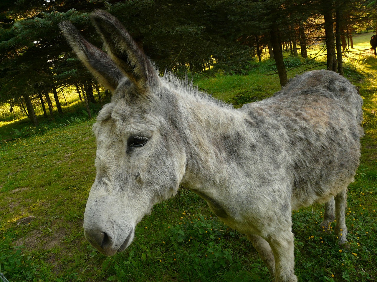 donkey domestic donkey curious free photo