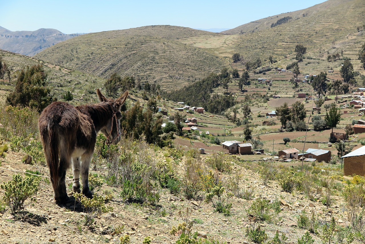 donkey chisi landscape free photo