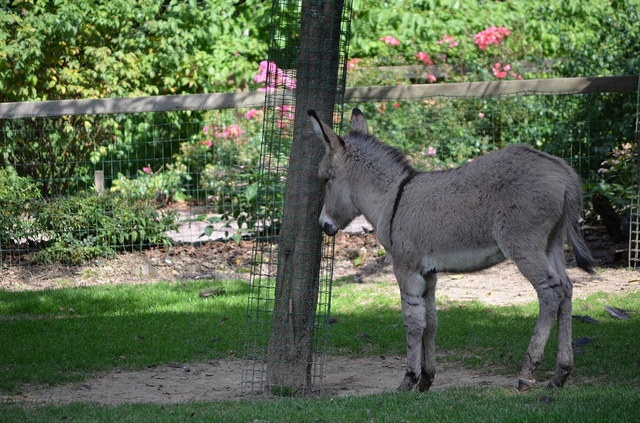 donkey tree zoo free photo