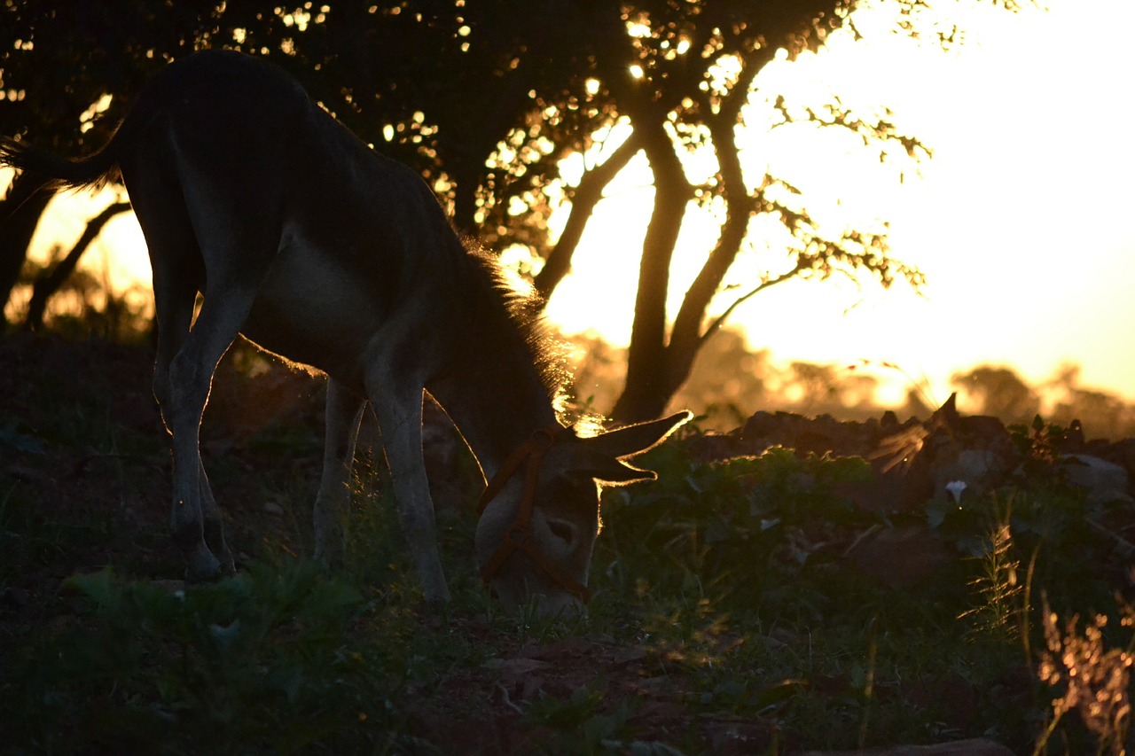 donkey sunset farm free photo
